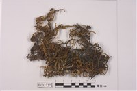 藏品(蔓苔科)的圖片